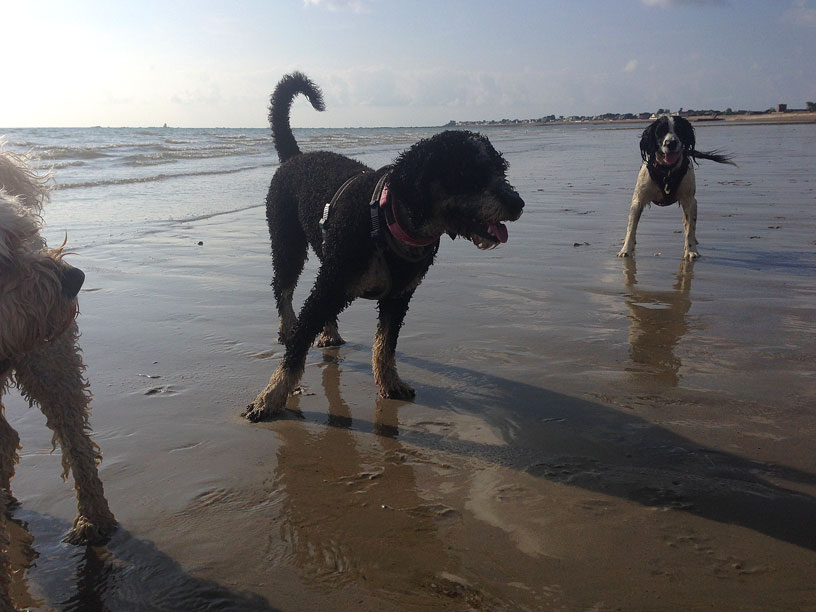naida_maisie_chasing_jersey_dog_runs_220914