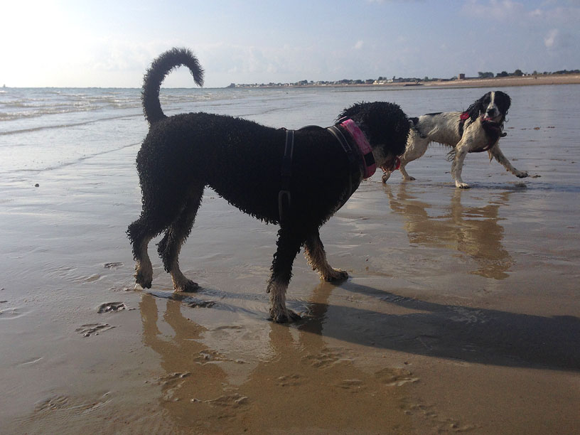 naida_maisie_dog_walks_jersey_220914