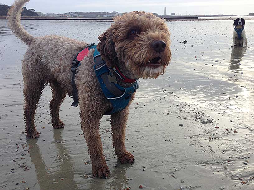 Ella_St-Aubins_Jersey_Dog_Walks_020115