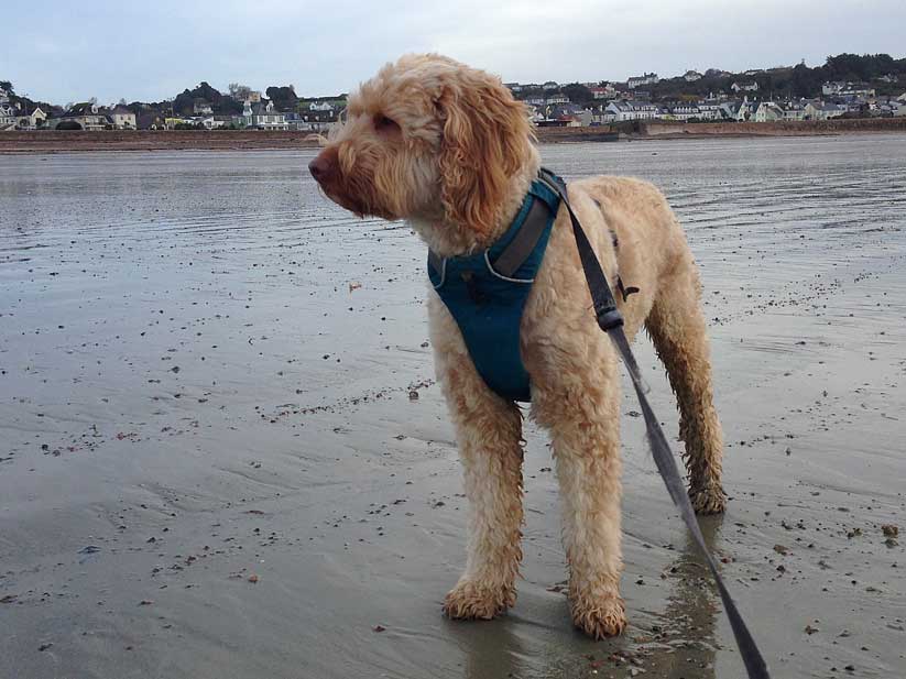 Goldie_st_Aubins_Jersey_dog_walking_010215