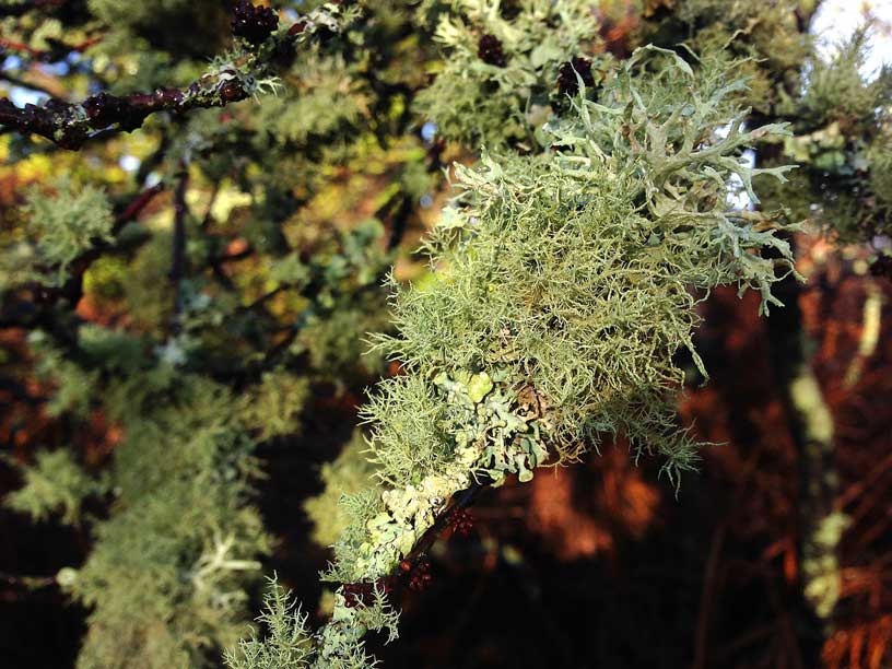 likin-on-tree_jersey-dog-walking-080115