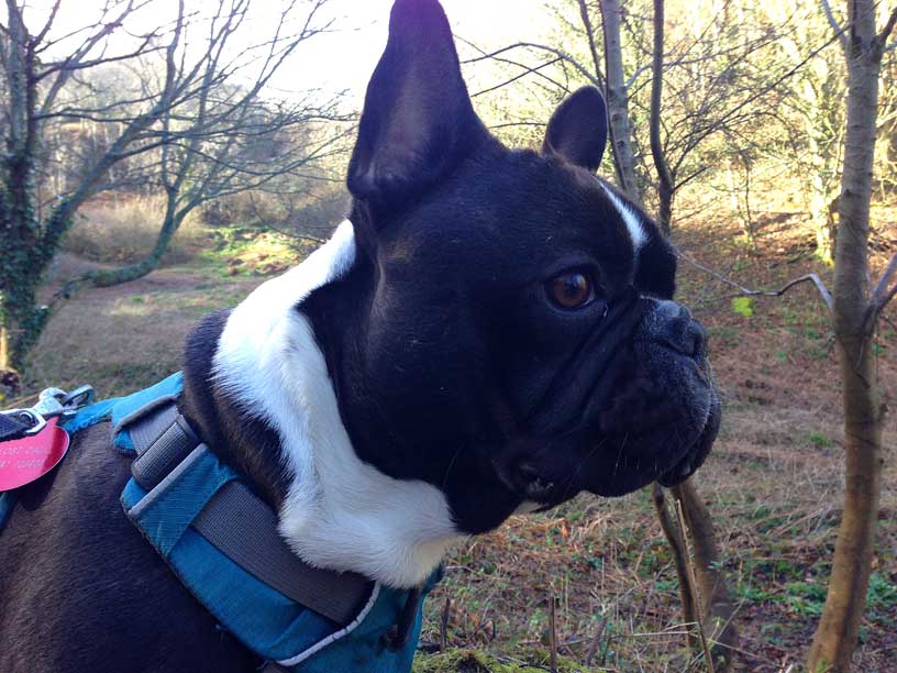 Romeo_first_outing_230215