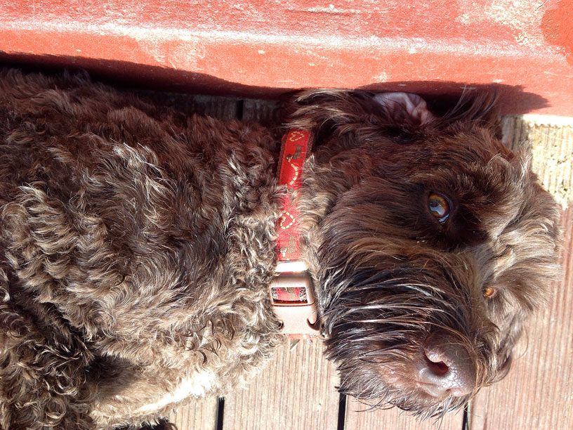 betty_chilling_playtime_060315