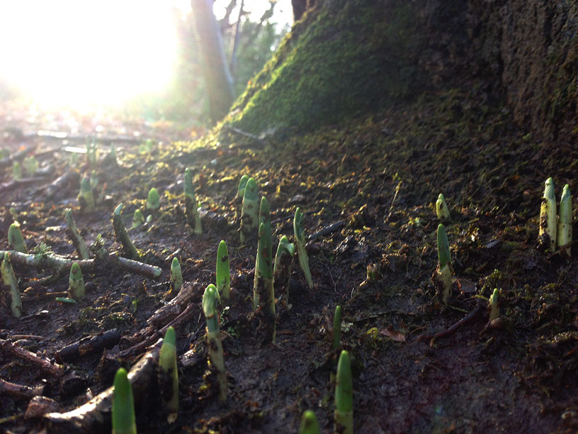 daffadles-in-woods-080115-jeresy-dog-walks-