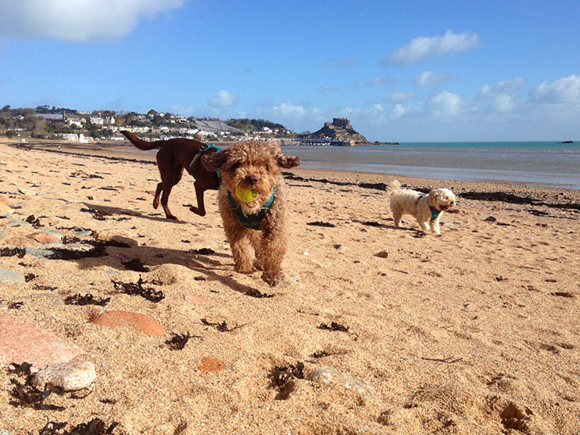 ella_with_ball_gorey_beach_040315