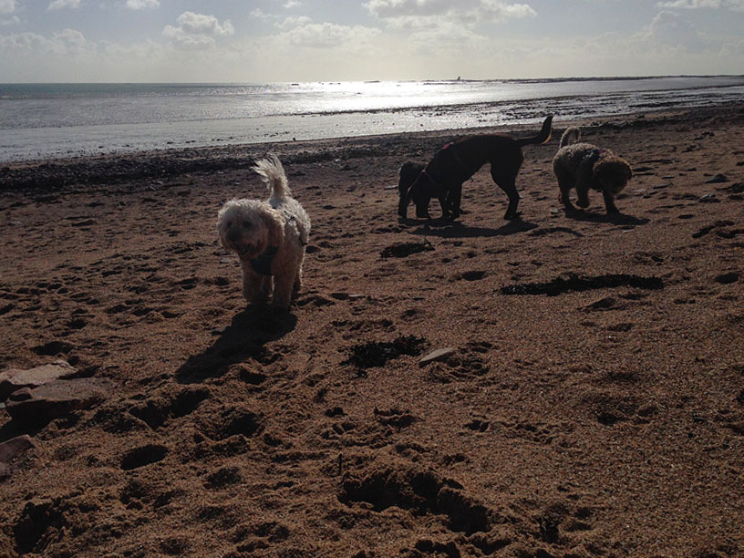 jack_and_crew_gorey_beach_040315