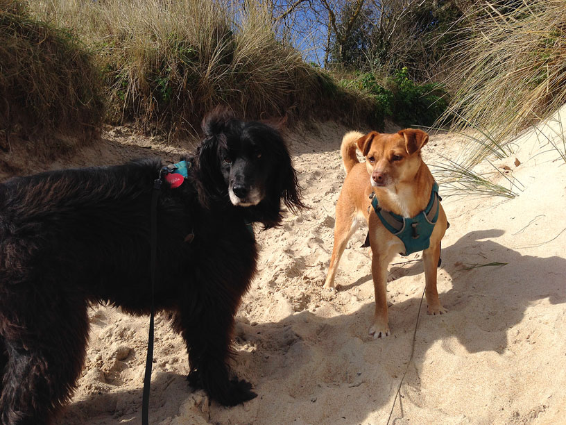 lou_gracie_gorey_jersey_dog_walking_050315