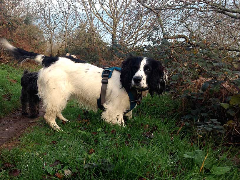 maisie-wolfs-lair-footpath-080115-jersey-dog-walks