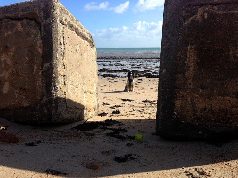 maisie_gorey_beach_jersey_dog_walks_040315