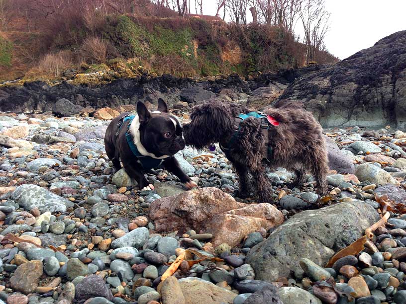 romeo_and_winnie_wolfs_lair_020315