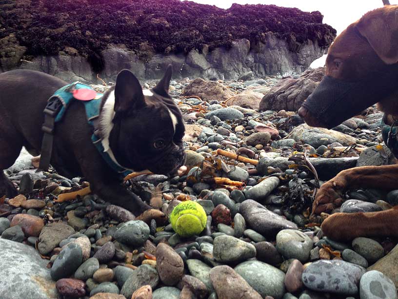 romeo_willow_beach_wolfs_lair_020315