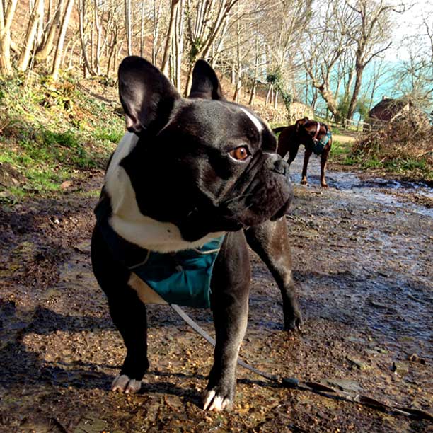 romeo_willow_track_to_wolfs_lair_020315