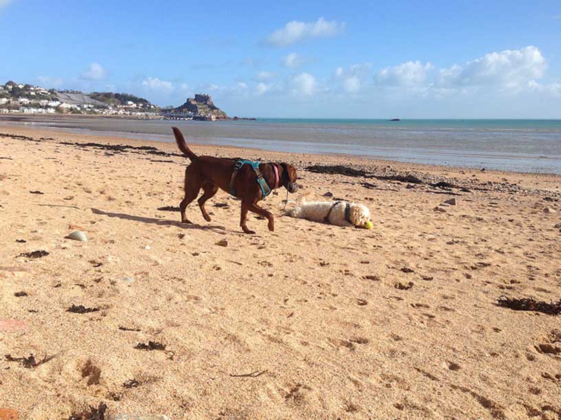 willow_jack_gorey_beach_040315