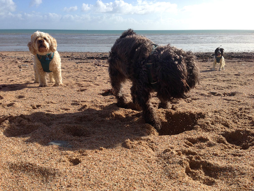 winnie_jack_maisie_gorey_040315