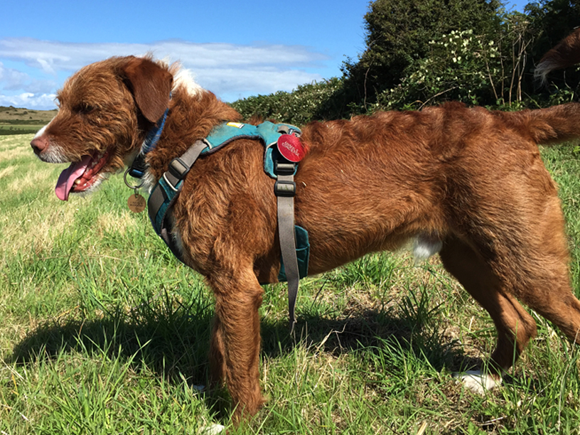 Finn_building trust_terry jersey dog walking