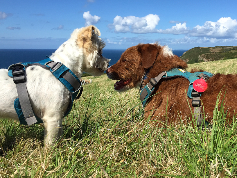 max and finn at devil's hole_terry jersey dog walking