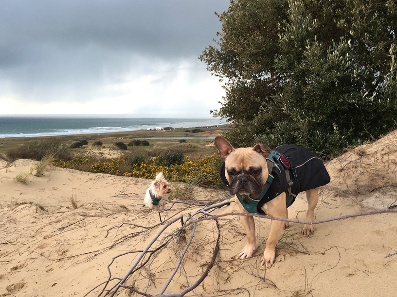 friday_terry_dog_walking_jersey