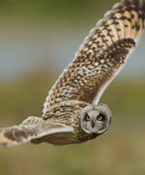 short_eared_owl