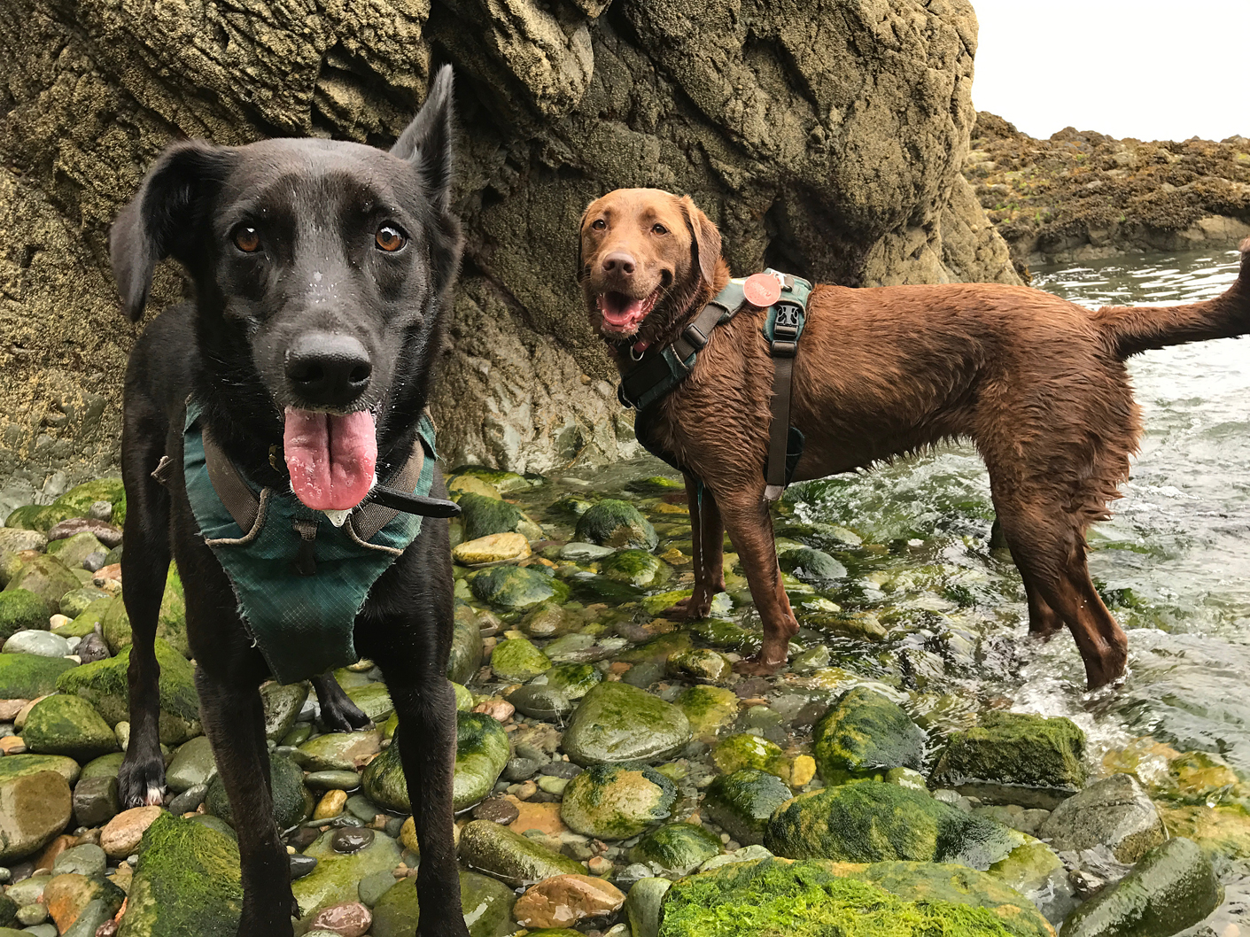 tony_willow_dog_walking_jersey_terry